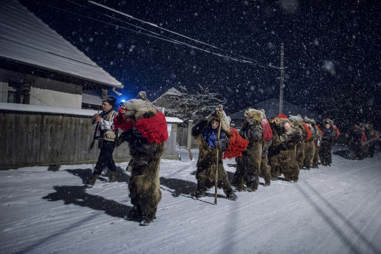  Toloaca's troupe of bears dance their way, single-file into the night, through Asău village, stopping at the private homes where they've been invited to perform. December 28, 2014. Asău village, Bacău County, Romania. 