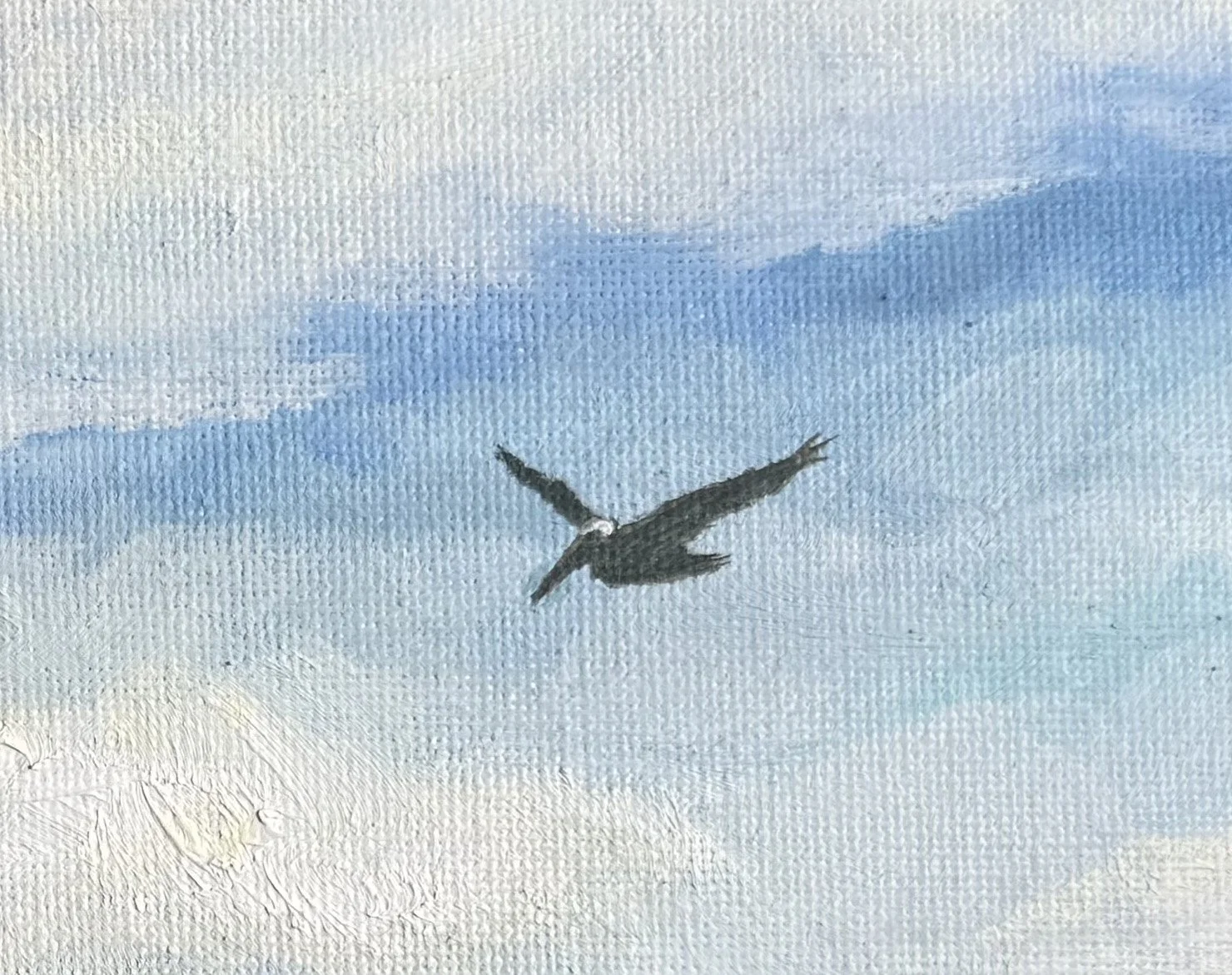 pelican in flight 3.jpg