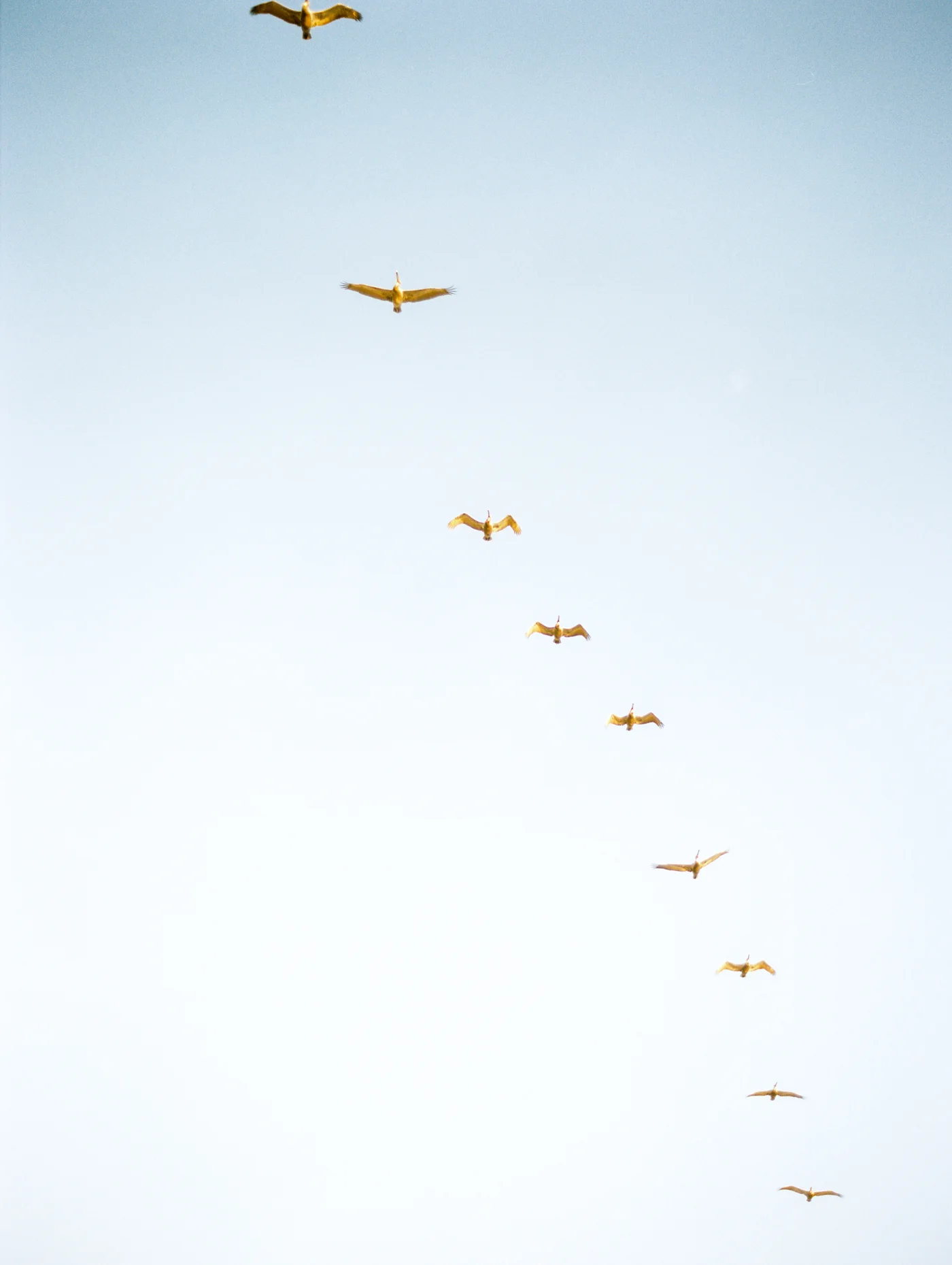 birdsofthesea.jpg