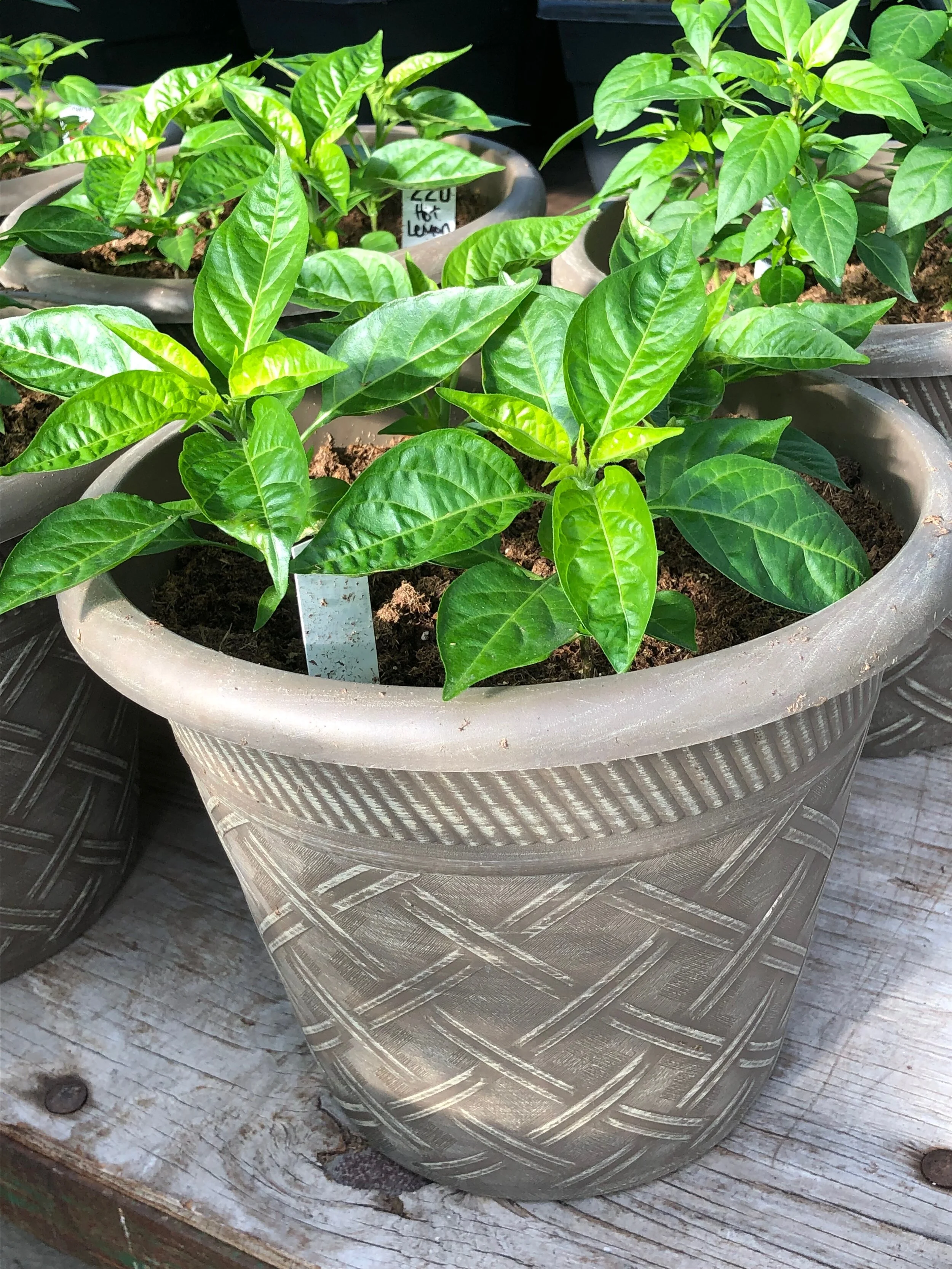 10" Ornamental Pepper Patio Pots