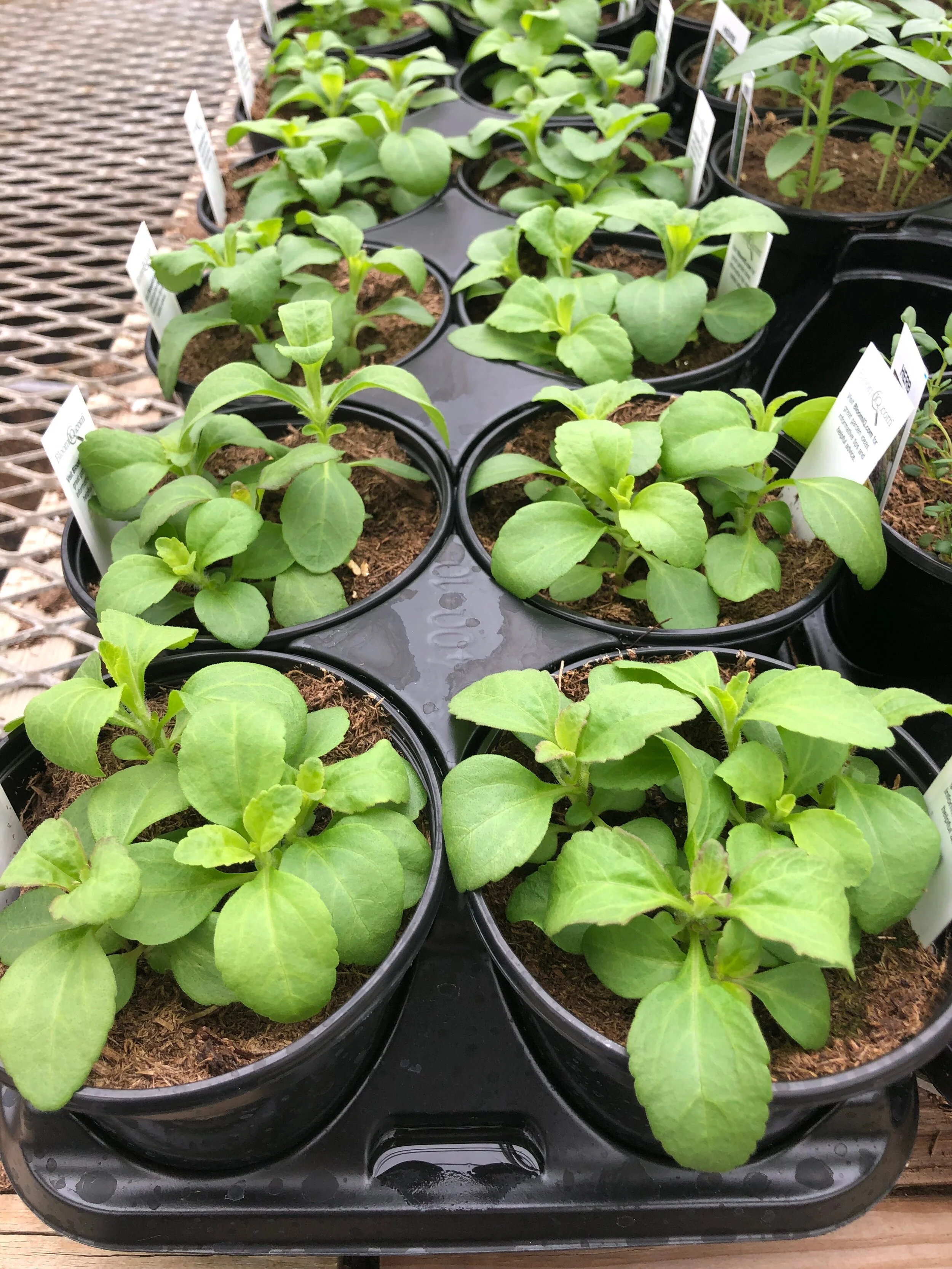 IMG_2614.jpg