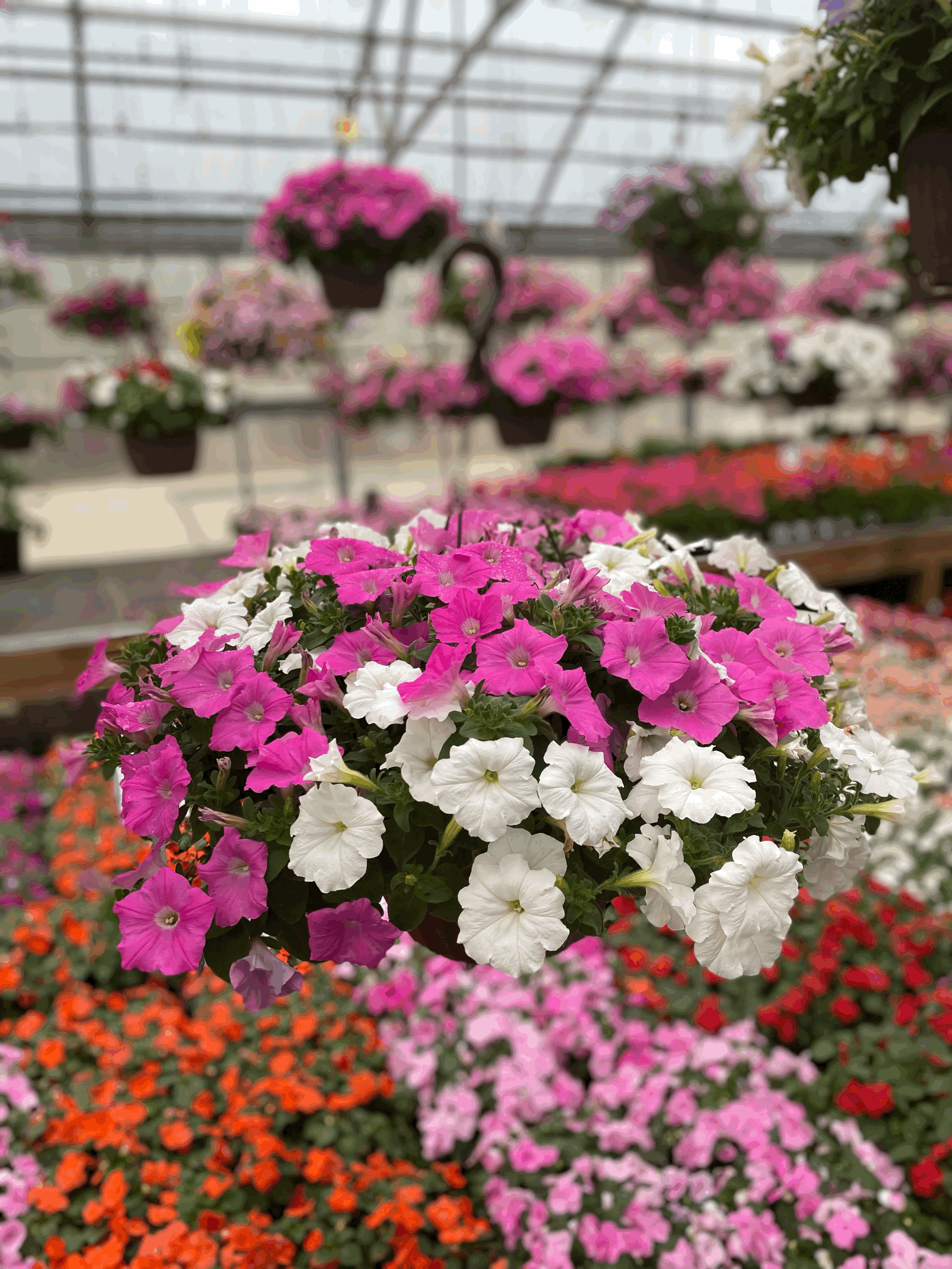 Wave Petunias – 10" Basket