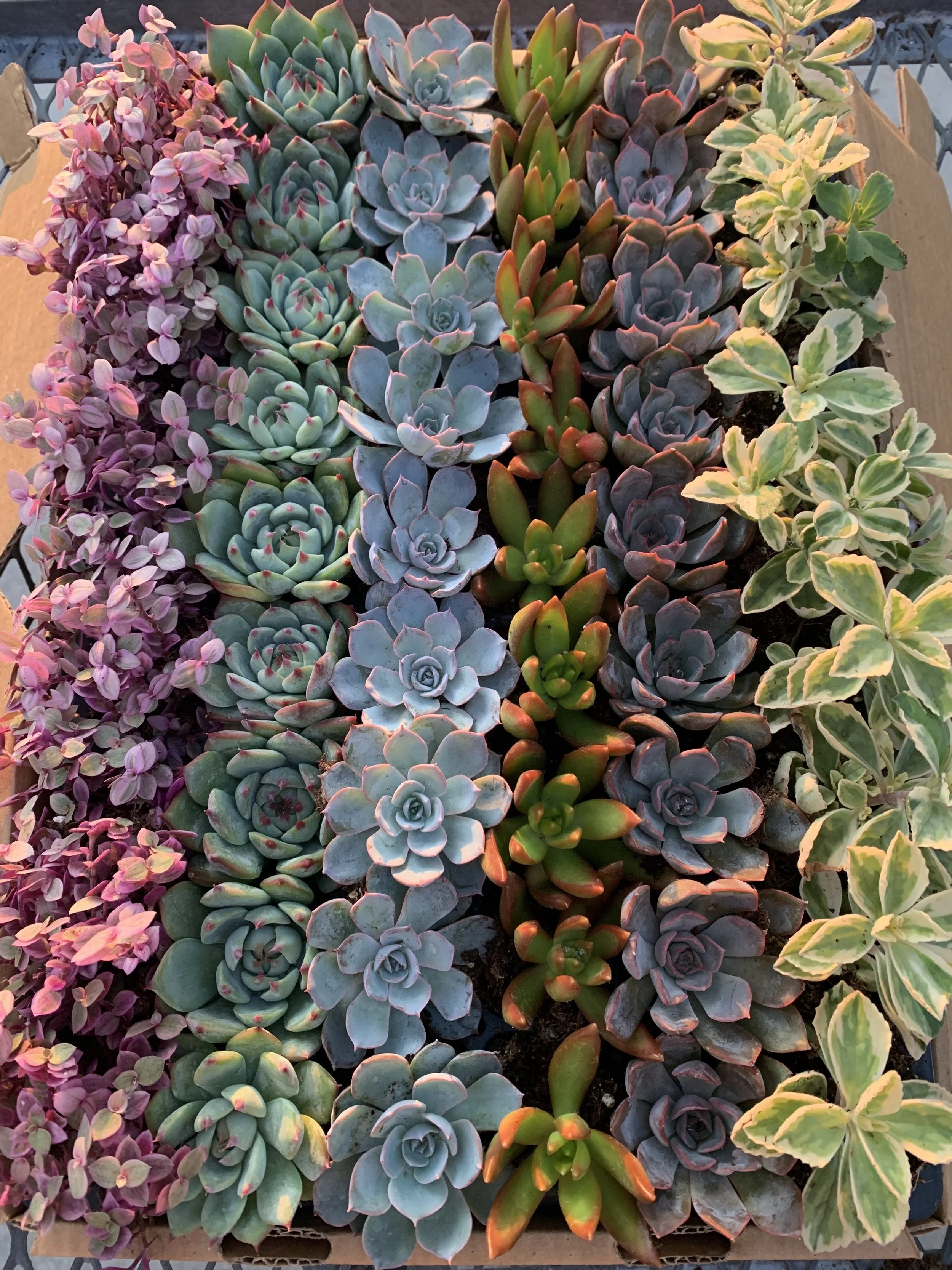 2" Succulent Plug Variety Bundle
