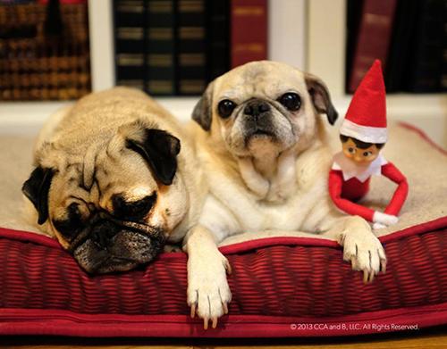 Derechos: Elf on the shelf 