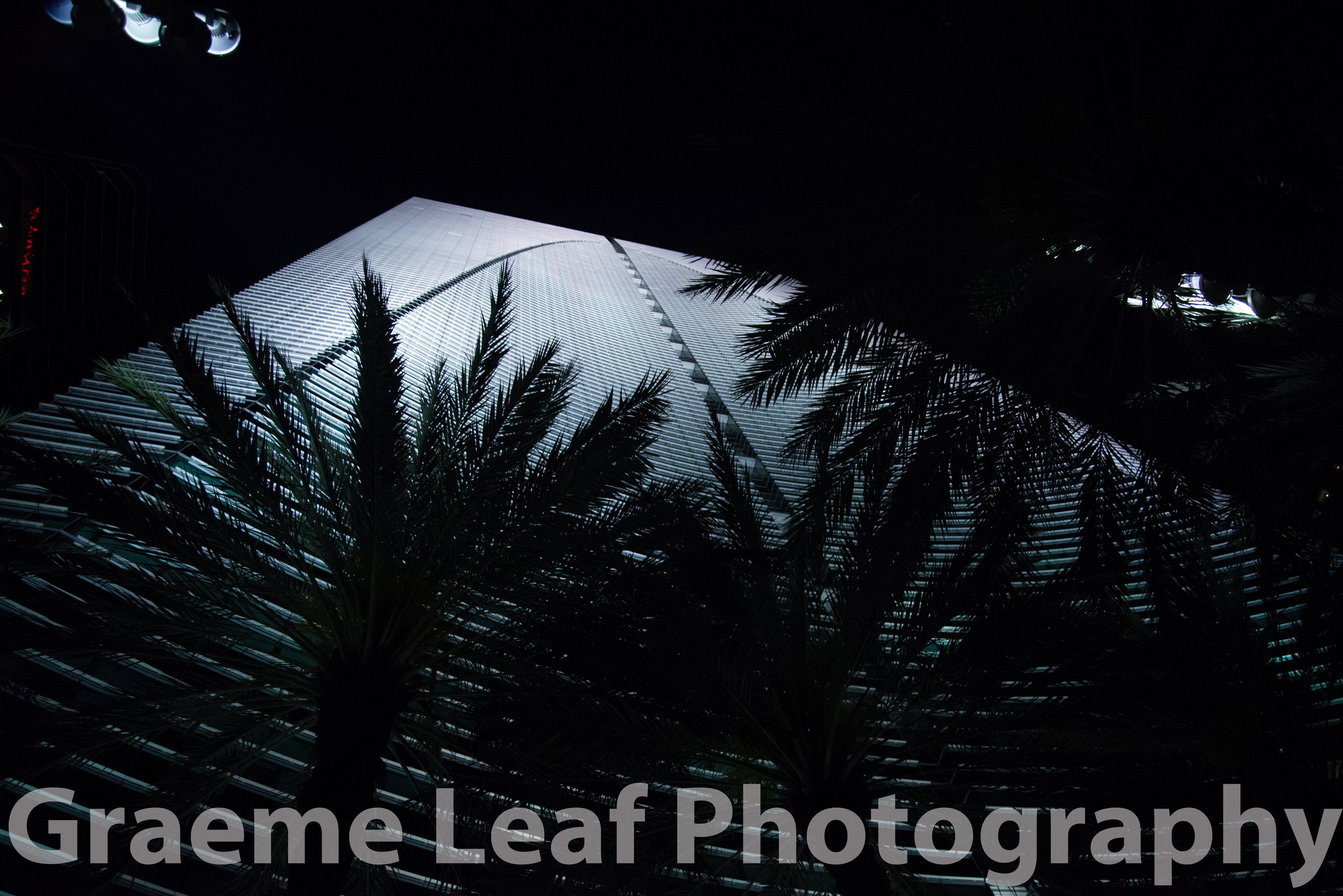 Palms and Building