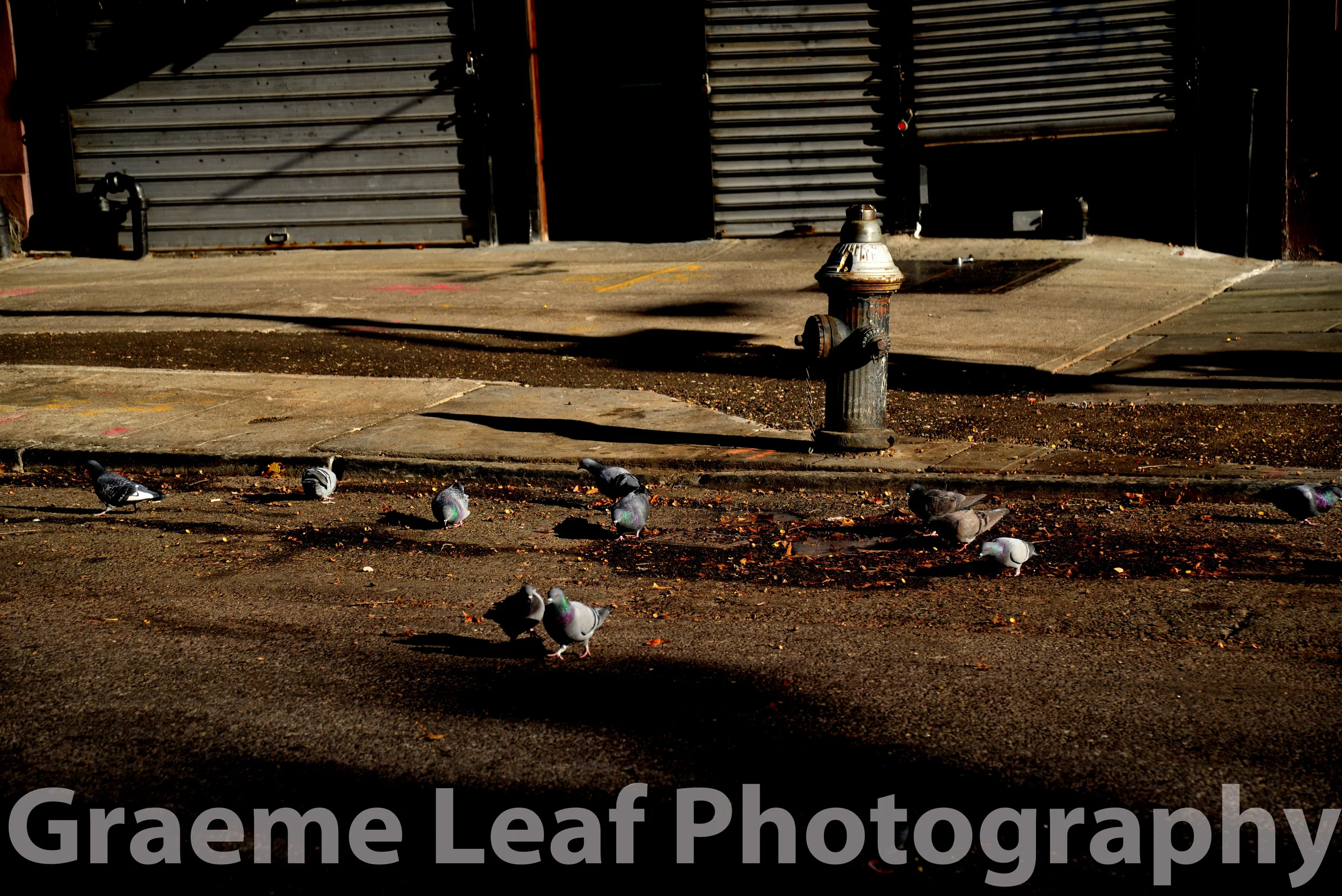 Pigeons