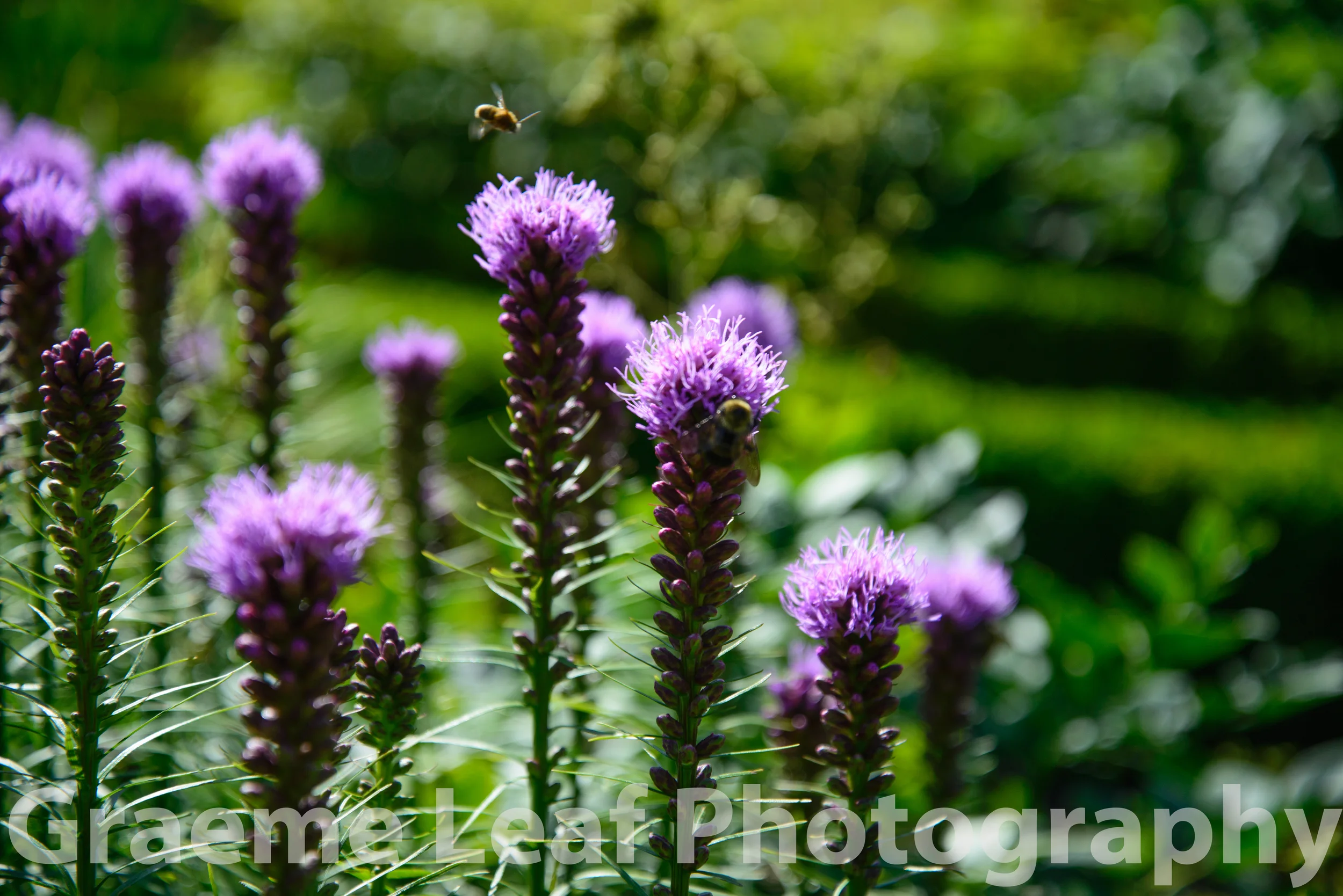 Buzz