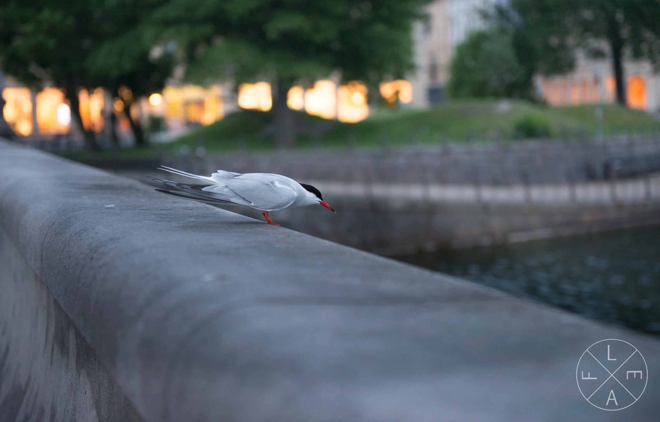 Red Beak