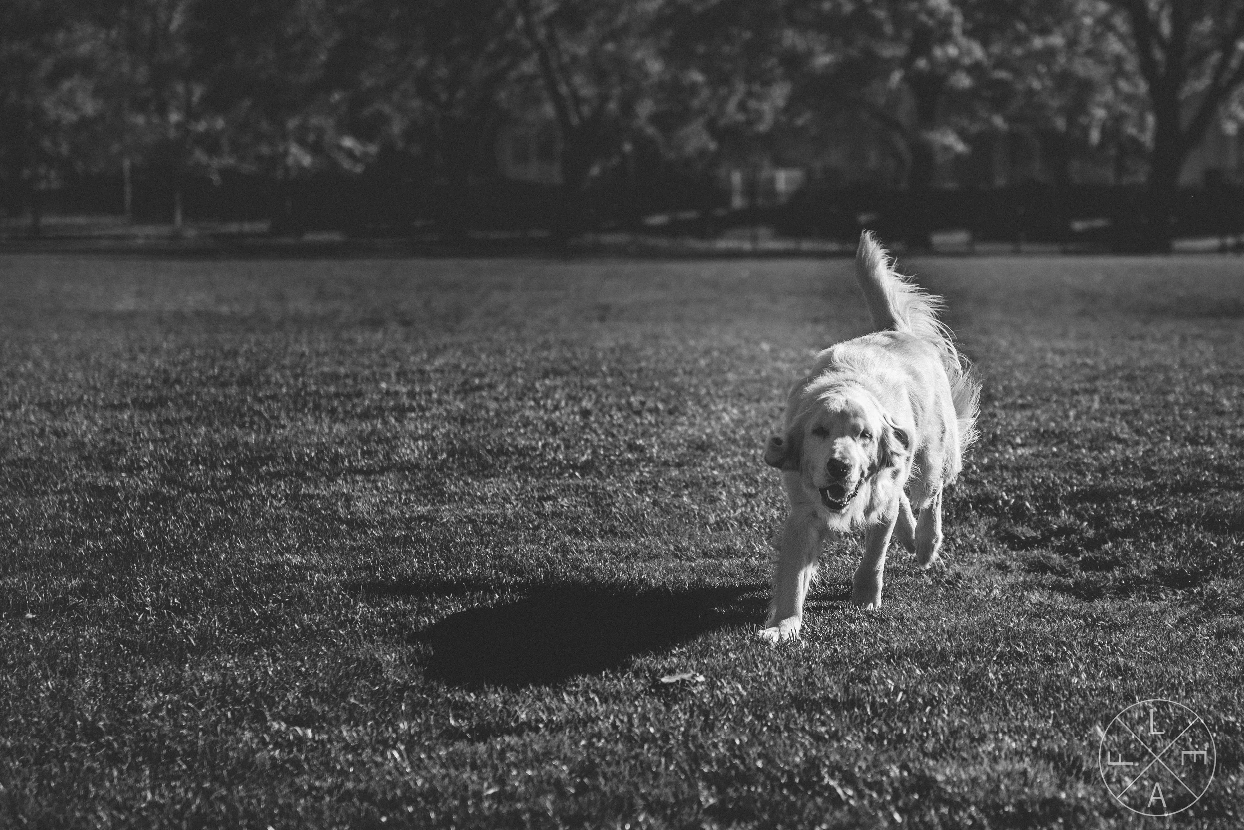 Galloping Pup