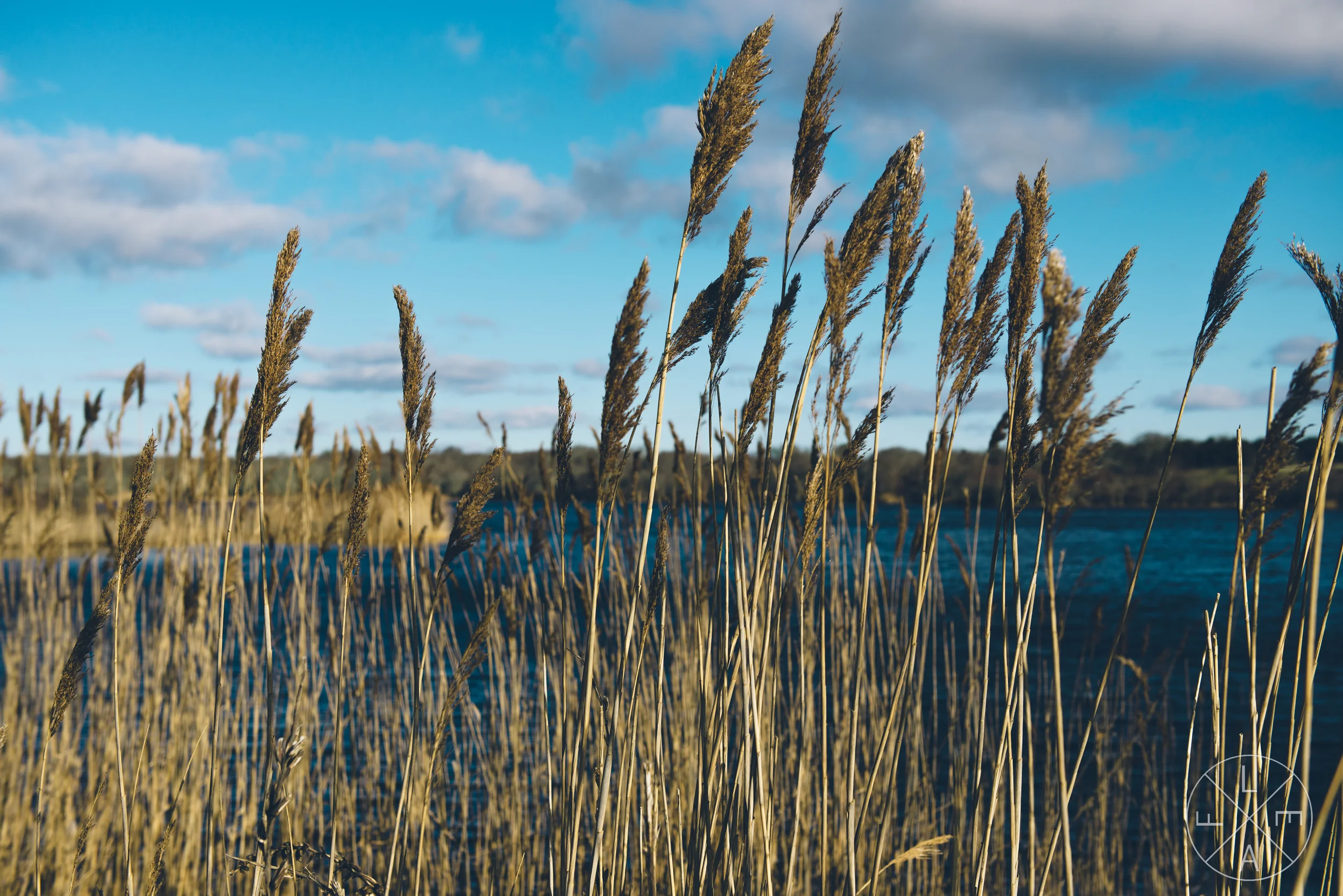 Through the Wheat