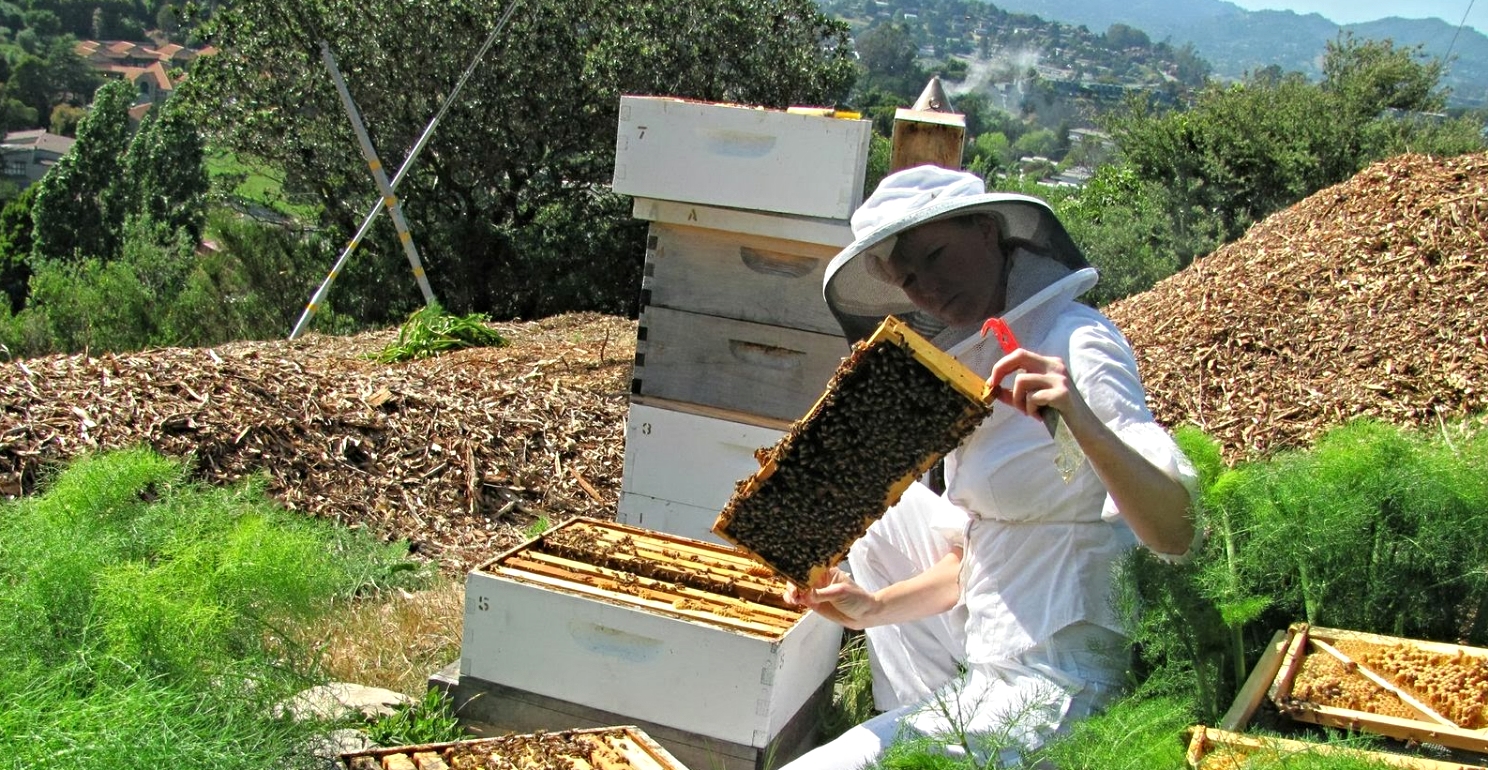 Home  Fox Valley Beekeeper