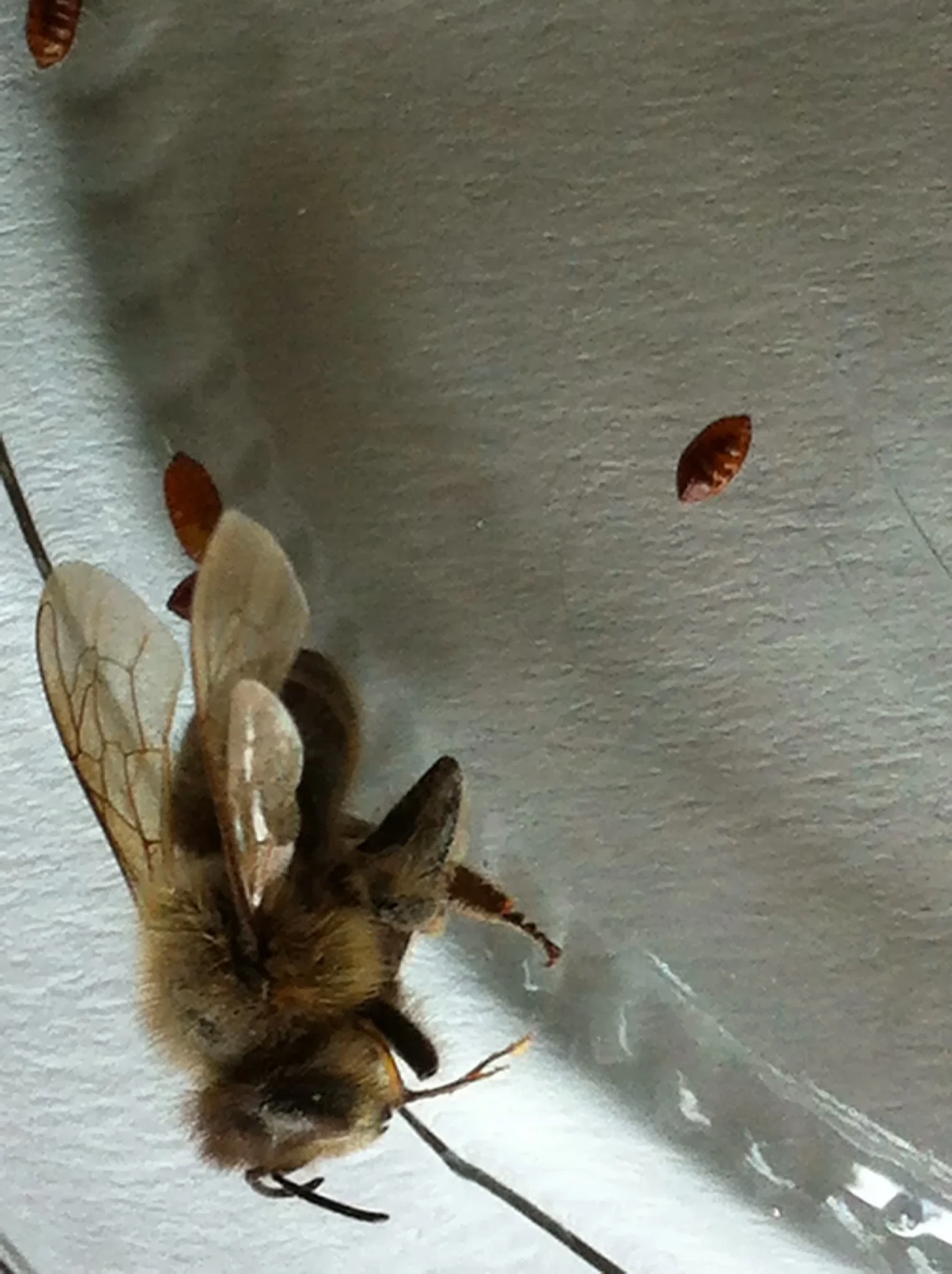 Zombee parasite new challenge for imperilled Honey Bees