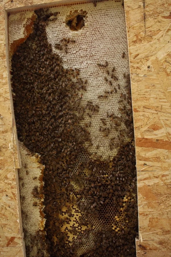 Largest of two hives extracted