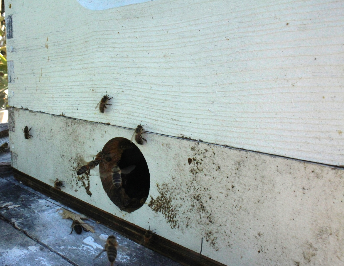 Back in the apiary, the vacuum hose attachment becomes their entrance for the first few days until they can be moved onto a real bottom board. 