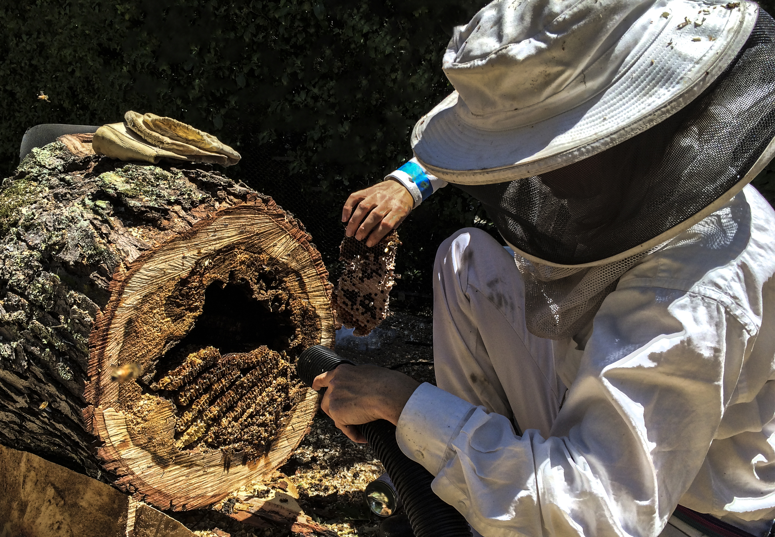 JB_Beekeeping_ExtractingFromTree.jpg