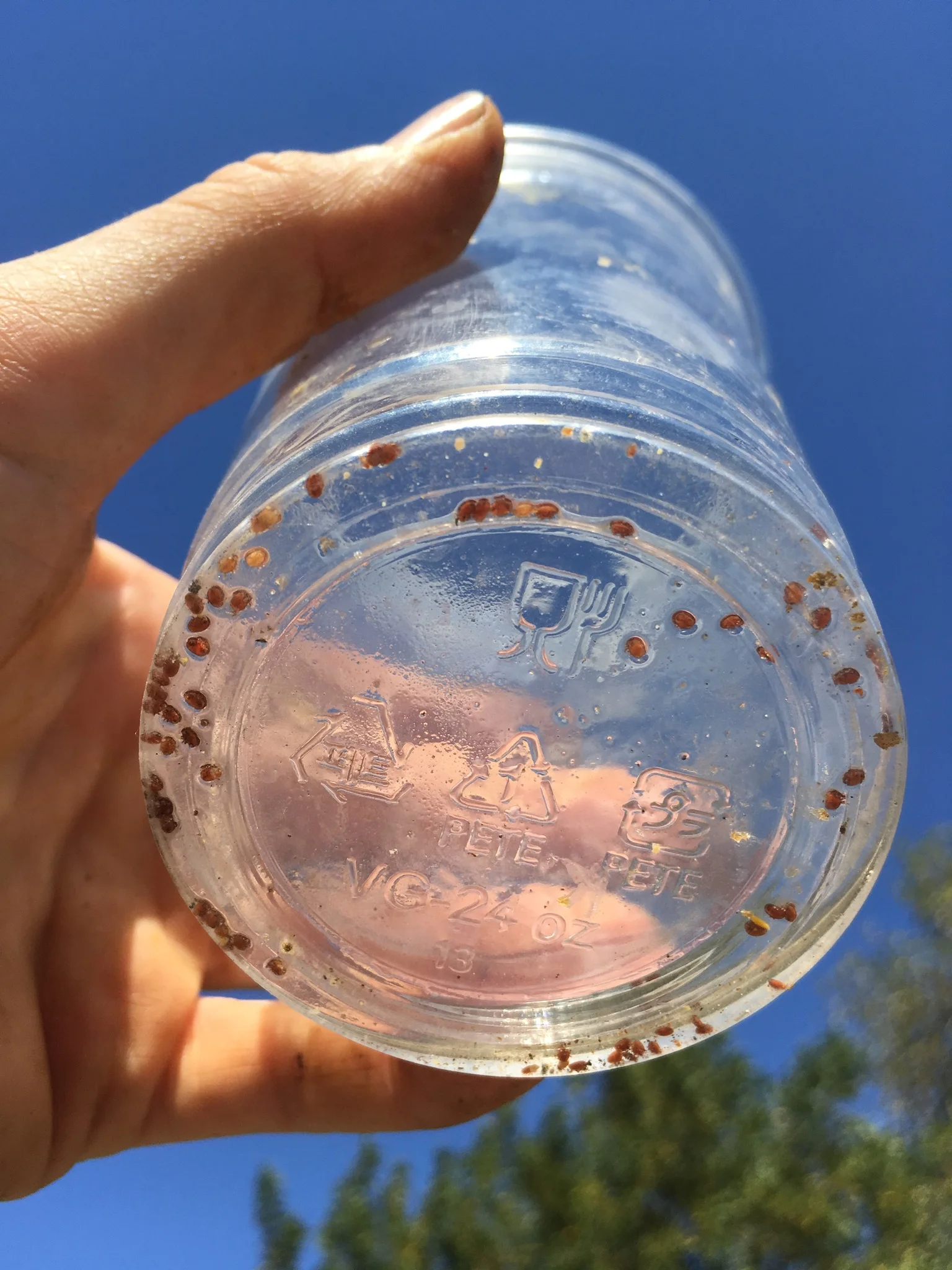 varroa.jpg
