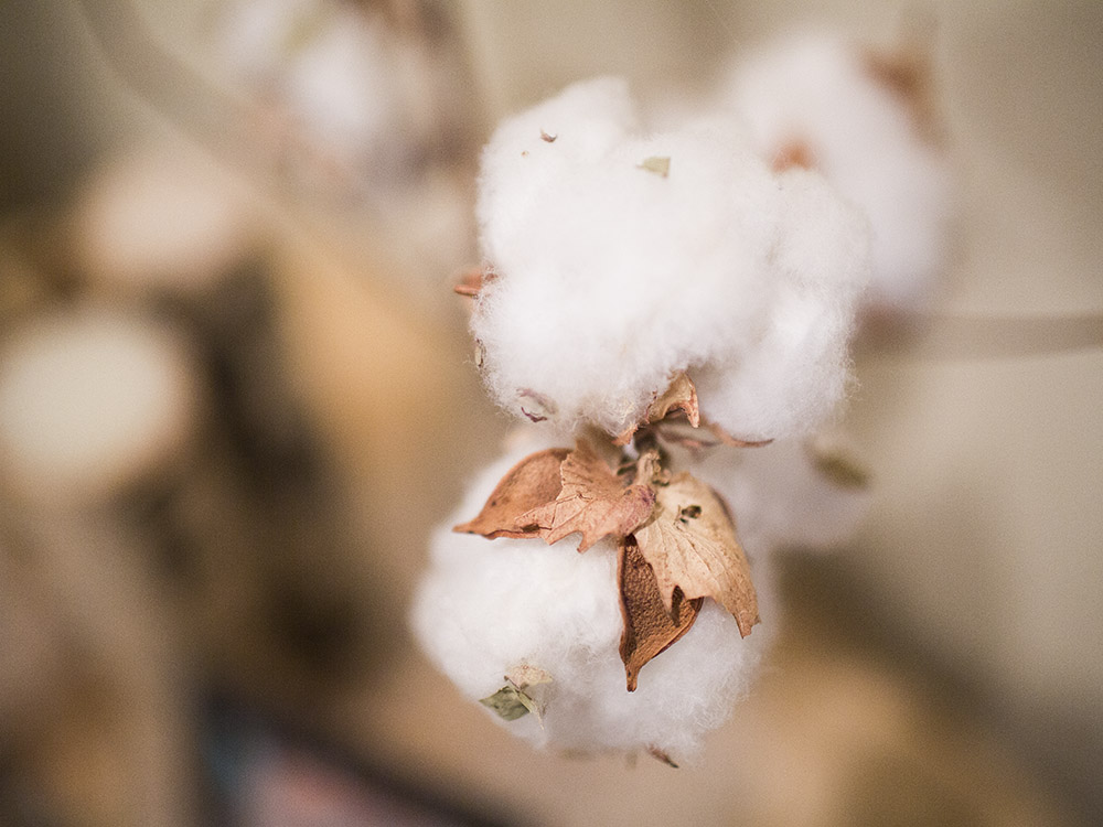 {046|365} M A C R O It's about as macro as I can get with my lenses. Doesn't this cotton remind you of Spring? Kind of crazy that we have 70 degree weather today and chance of snow tomorrow. That's life in Texas for ya! Surprisingly this was my popular photo of February.