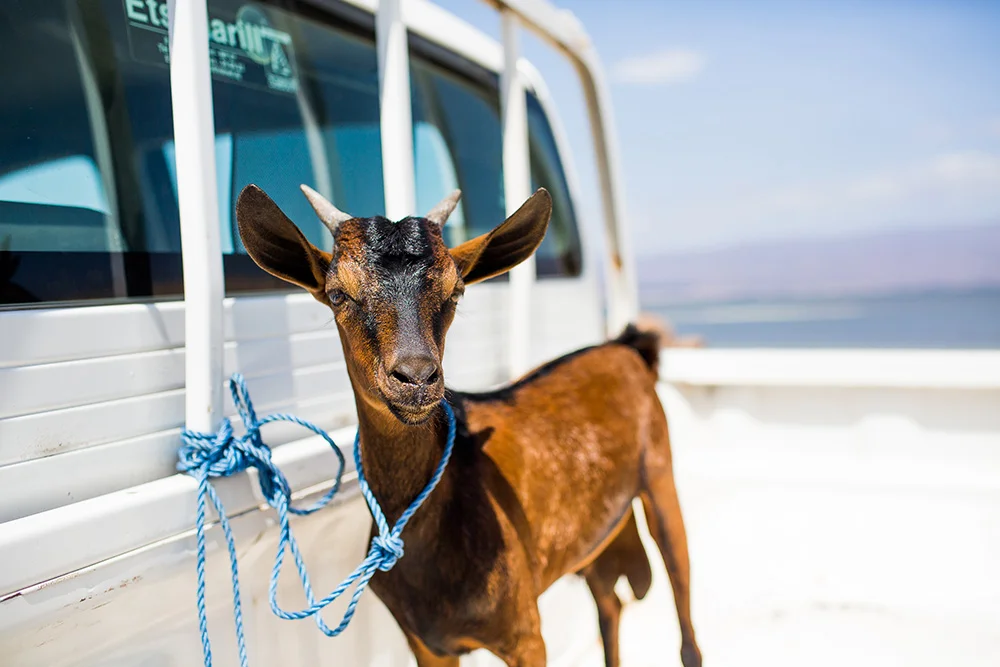 Because it's not a trip unless you come back with a goat. Don't worry by the time we were done we had one more goat in the back. Yet, sadly these goats will be dinner soon. :)