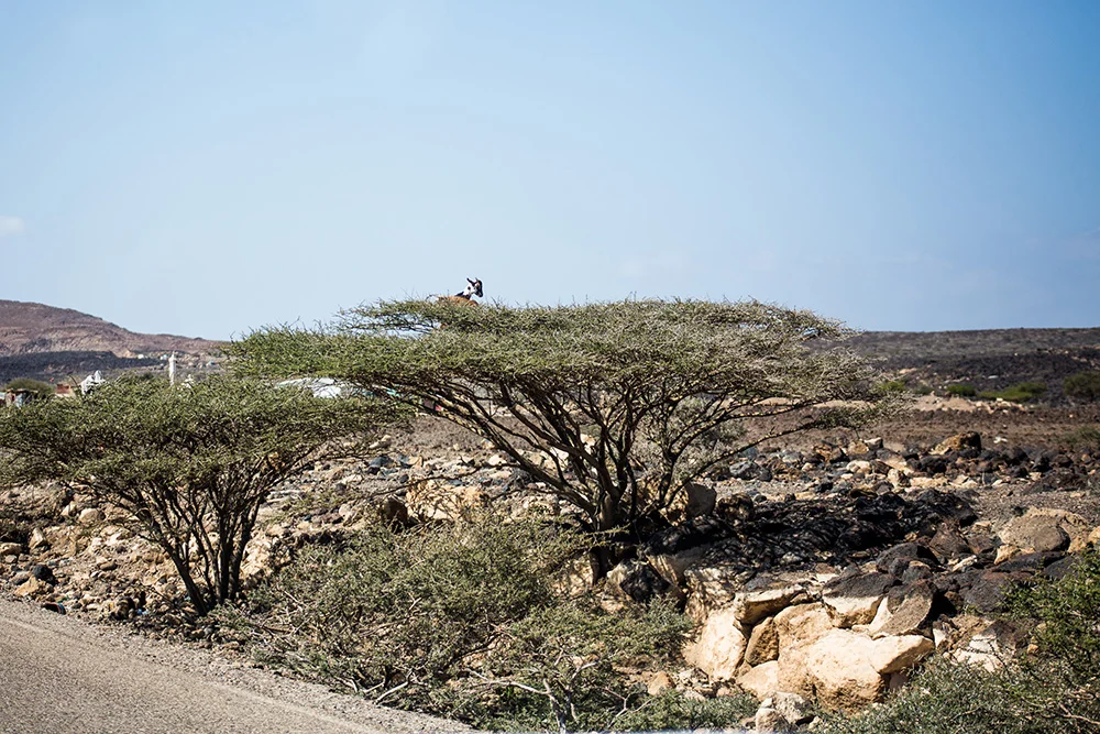 goats on trees