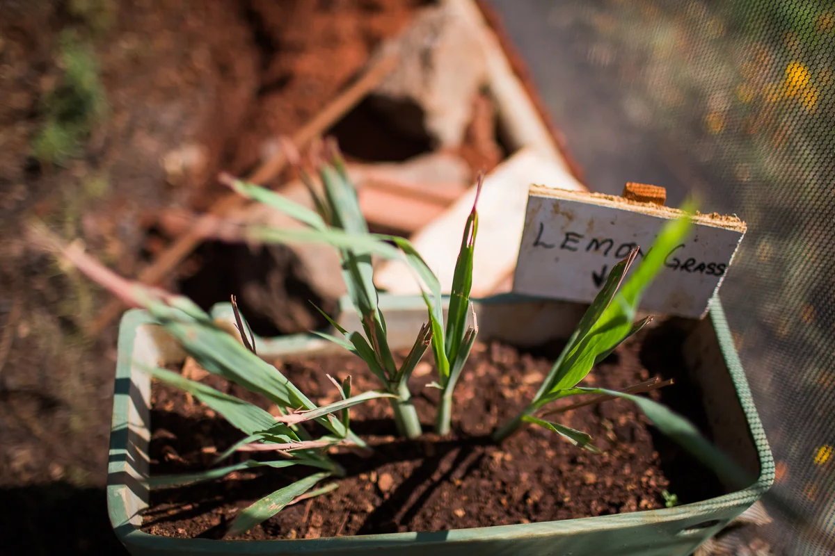 They grow their own herbs, veggies, and fruits in the greenhouse