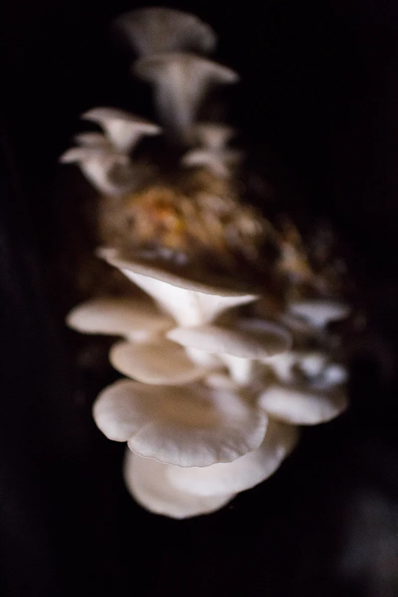 They also grow their own mushrooms!