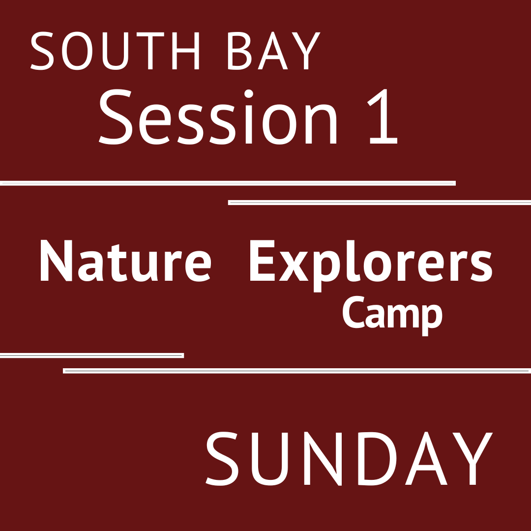 Summer South Bay 2026 - Session 1 Sunday  Early Bird Teacher Vanessa