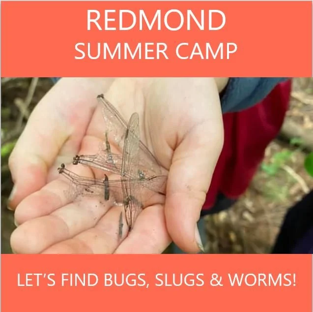 summercampbugs.JPG
