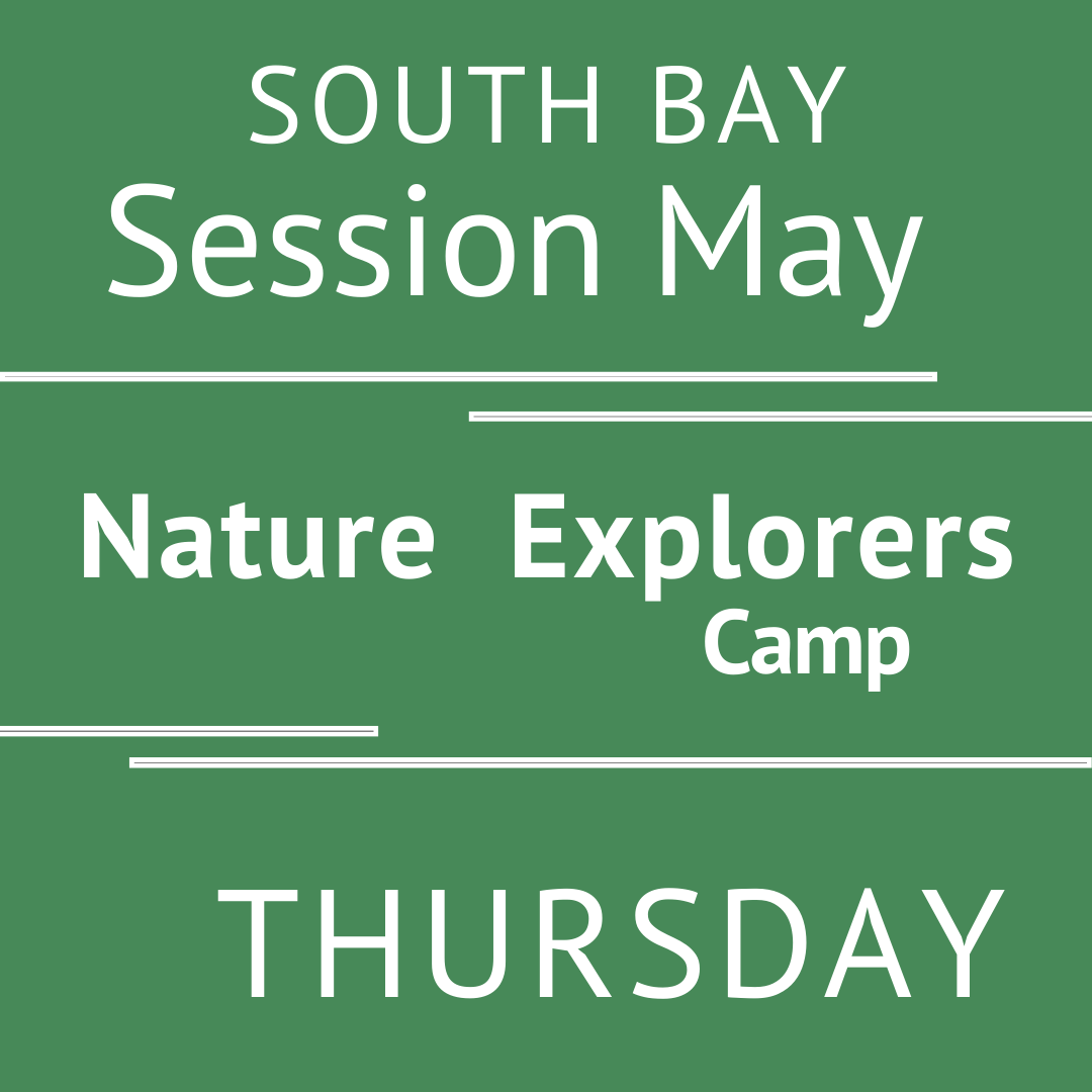 South Bay - Summer 2026 - Session May: Thursday - Teacher Erin