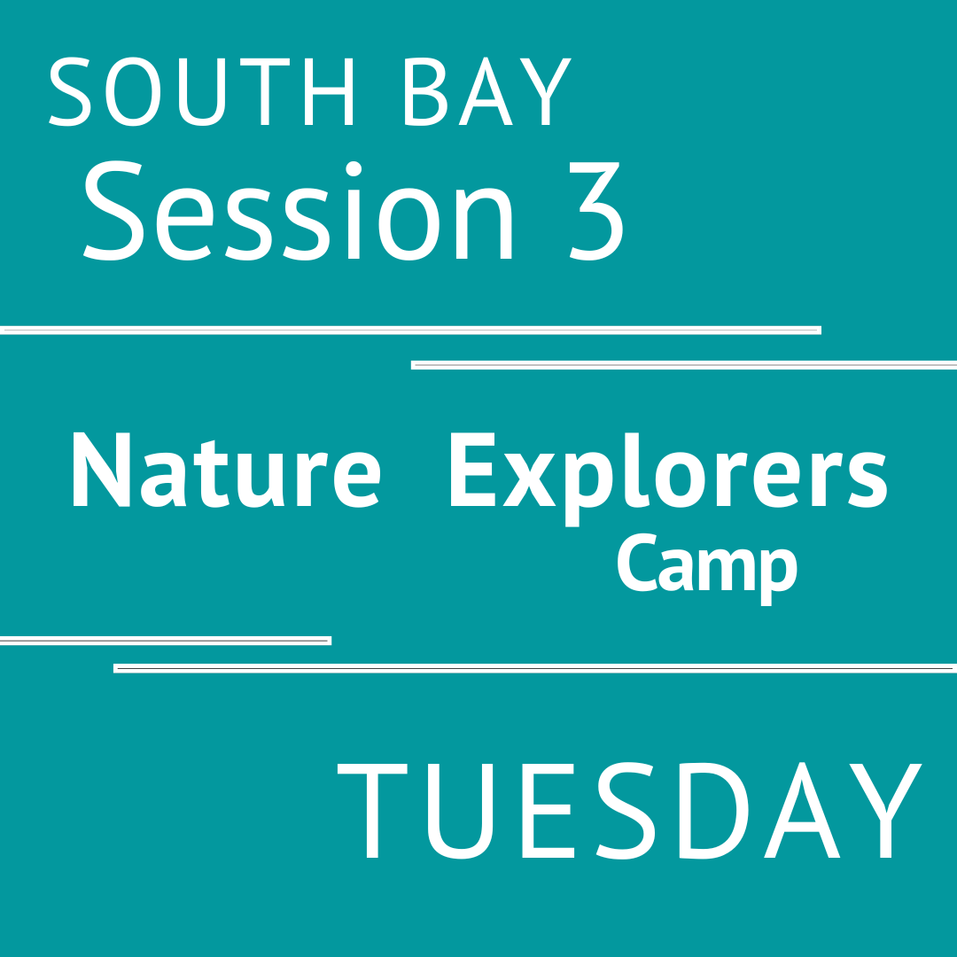 Summer South Bay 2026 - Session 3 Tuesday  Morning Adventure Teacher Vanessa