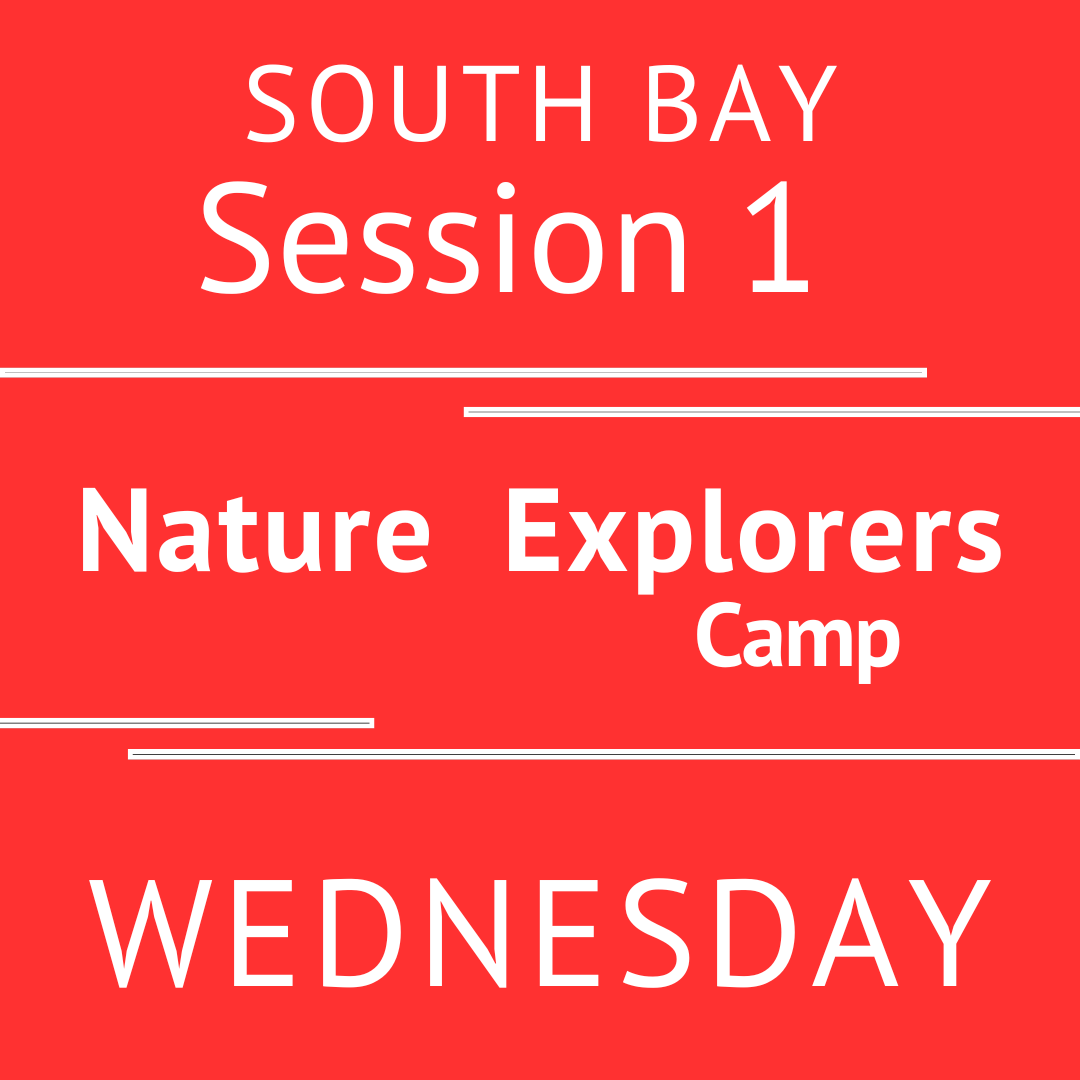 Summer South Bay 2026 - Session 1 Wednesday  Morning Adventure Teacher Asli