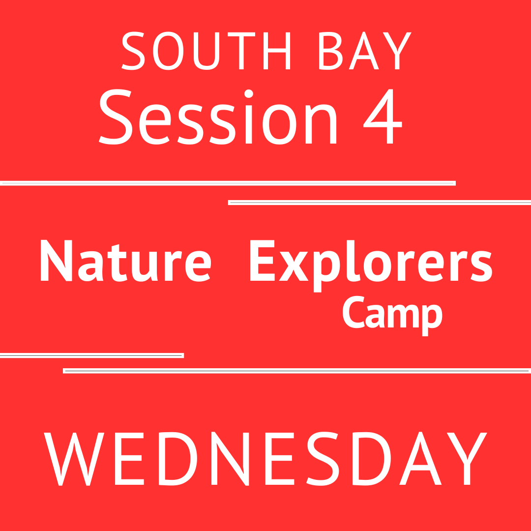 South Bay - Summer 2026 - Session 4: Wednesday Early Bird - Morning Adventure - Teacher Asli