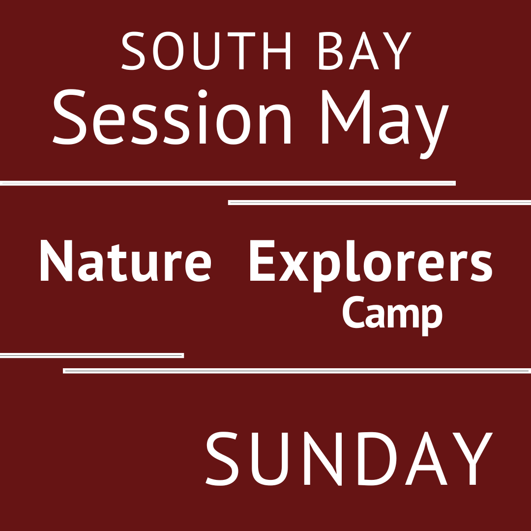 Summer South Bay 2026 - Session May Sunday  Morning Adventure Teacher Erin