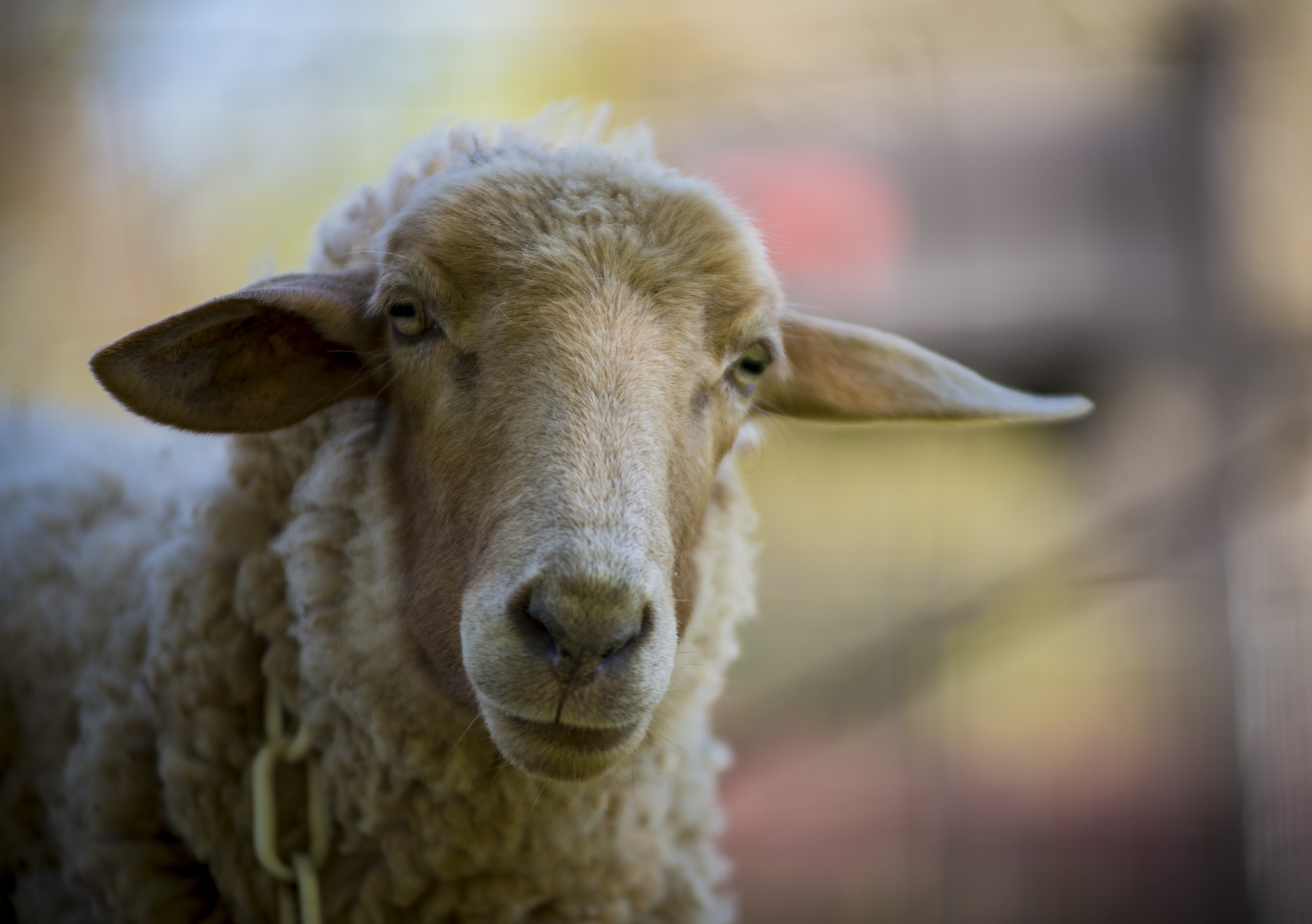 Grady sheep-April2016-85.jpg