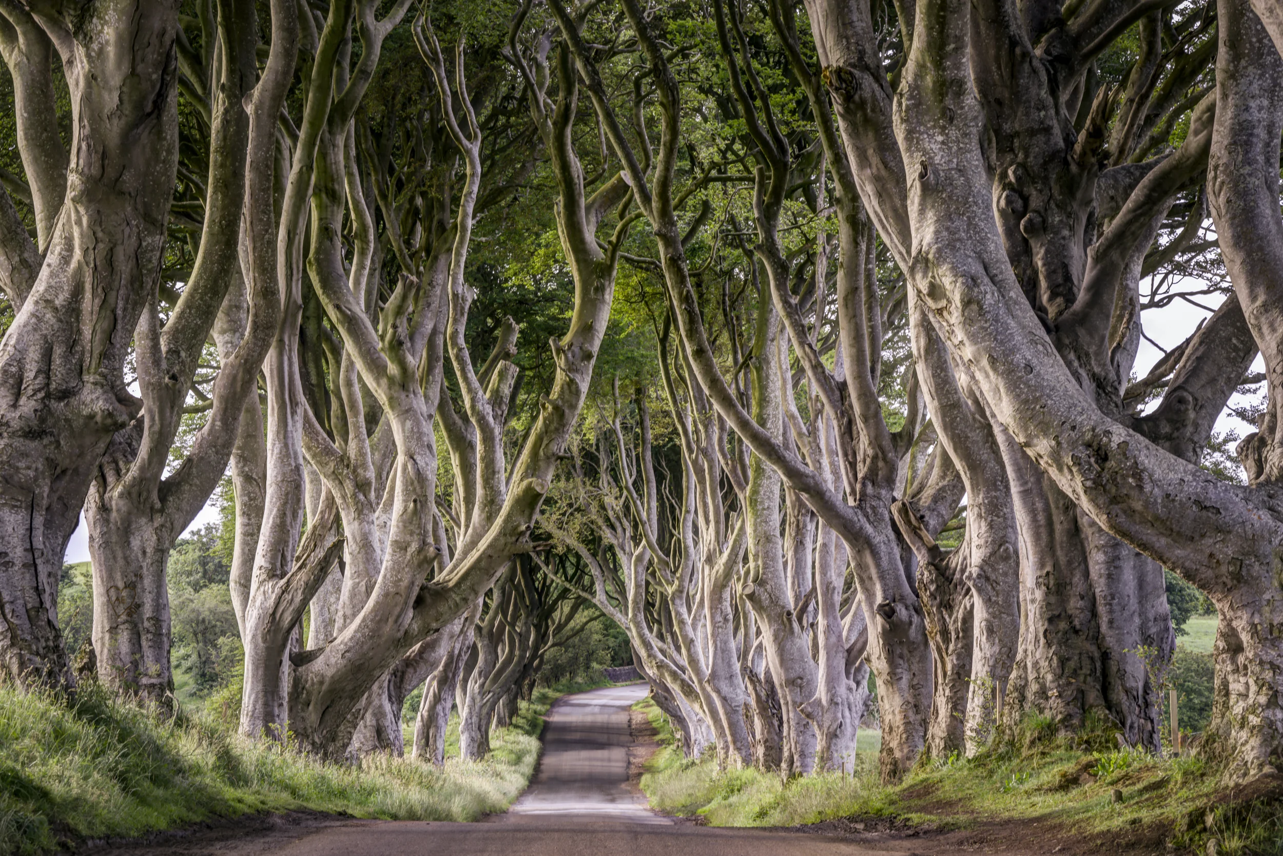 Dark Hedges-3-.jpg