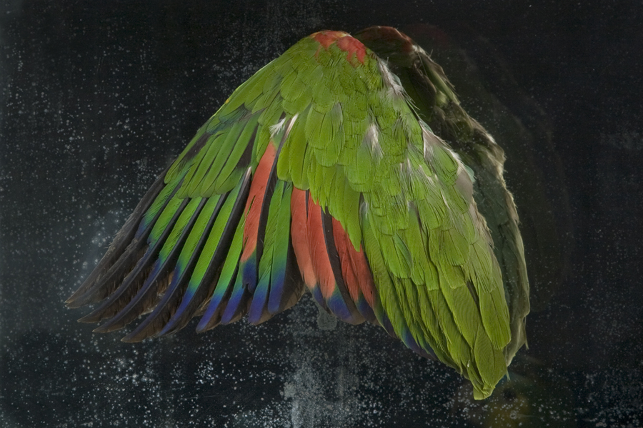 Closeup of Parrot Wing