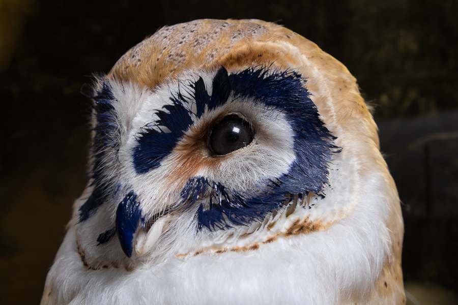 Owl 12.jpg