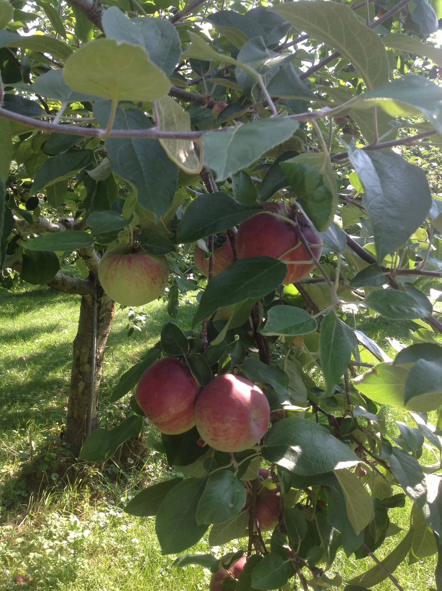 Cortlands are plentiful and HUGE!