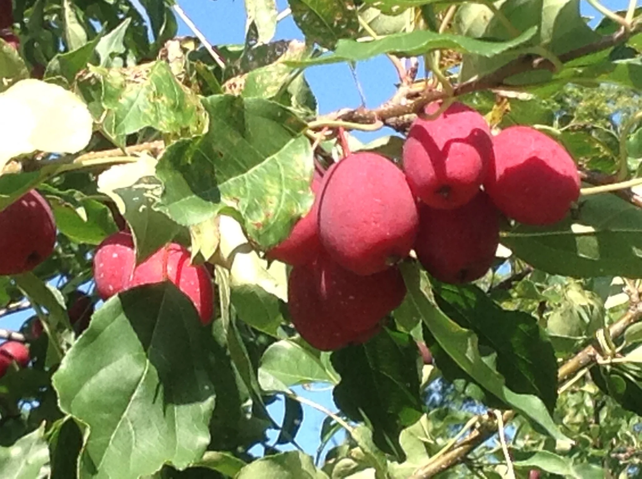 2013-09-05 10.37.20.jpg