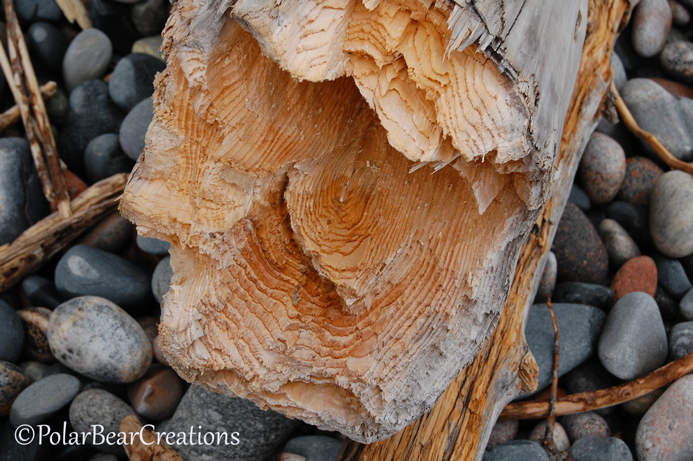 Another tree.....Love the structure