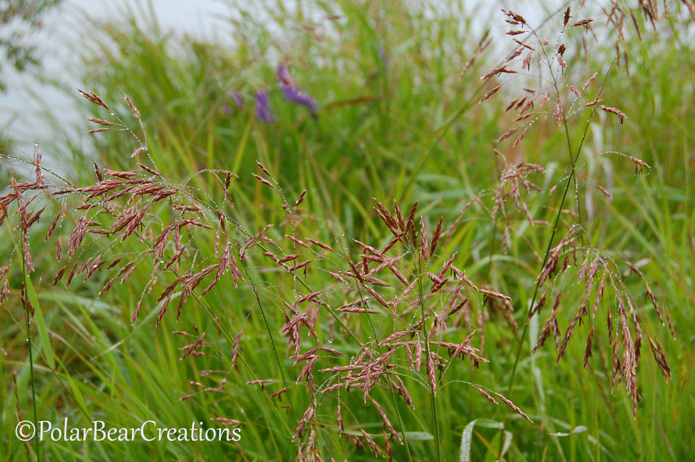 LOVE those grasses.....you can see tiny drops of dew on them.