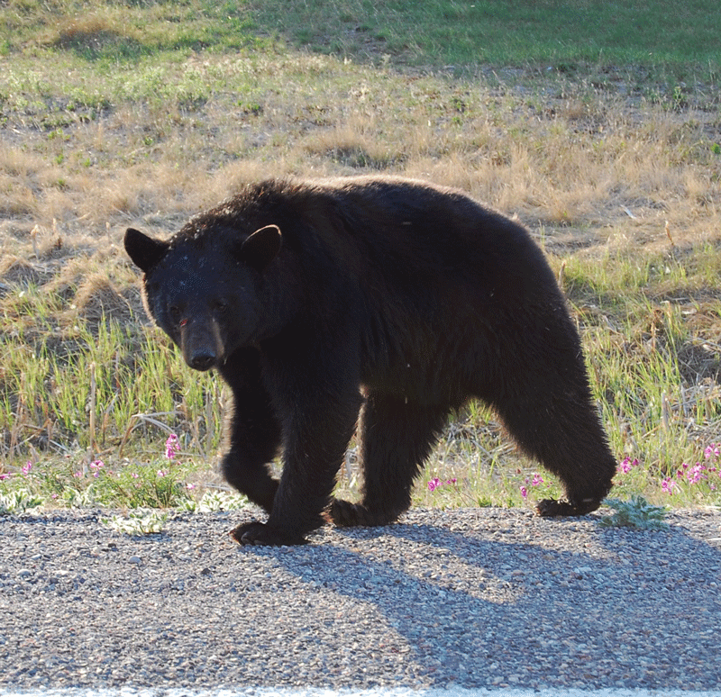 Bear-May-2015.gif