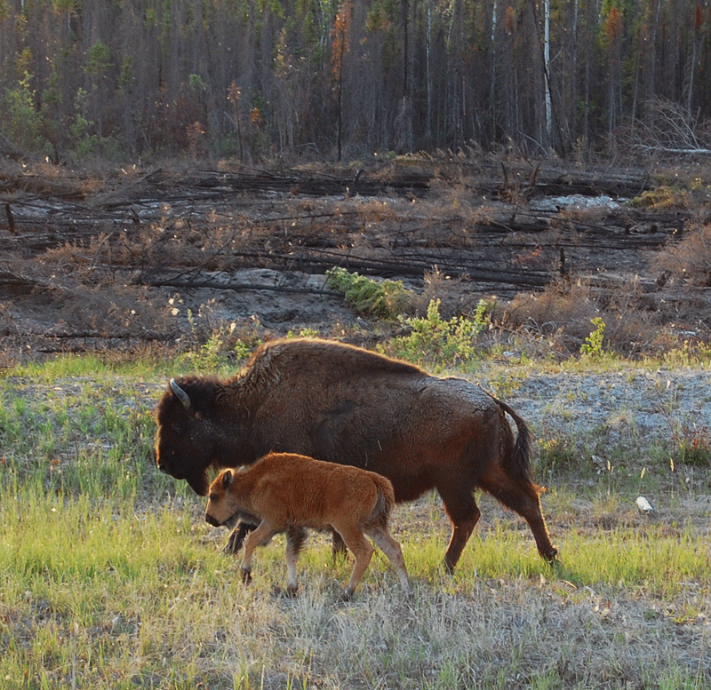 Bison-with-calf-May-2015.gif