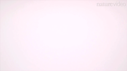 Nature: Go driverless go green