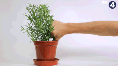 How Not to Kill your Herb Garden