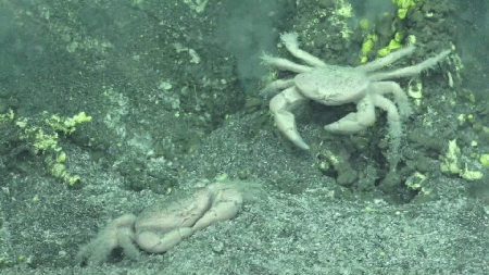 Underwater volcanoes: unexplored ecosystems