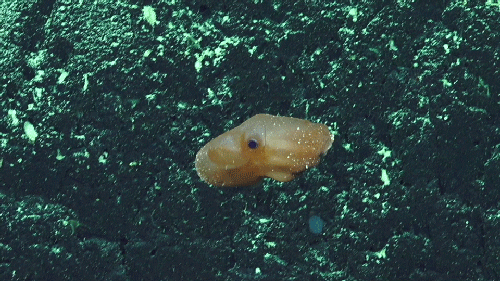 Deep Corals of the Phoenix Islands
