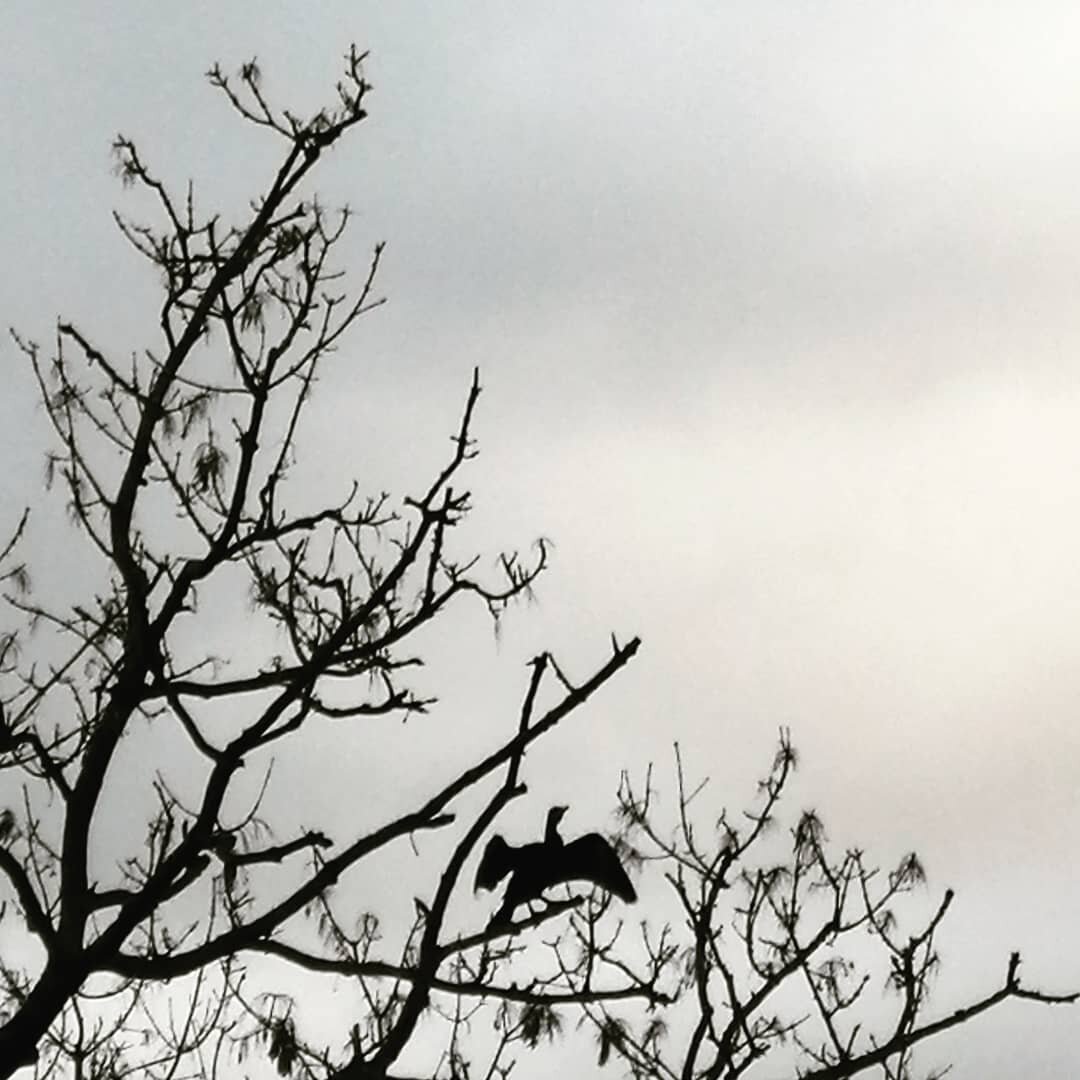 el&nbsp;cormor&aacute;n