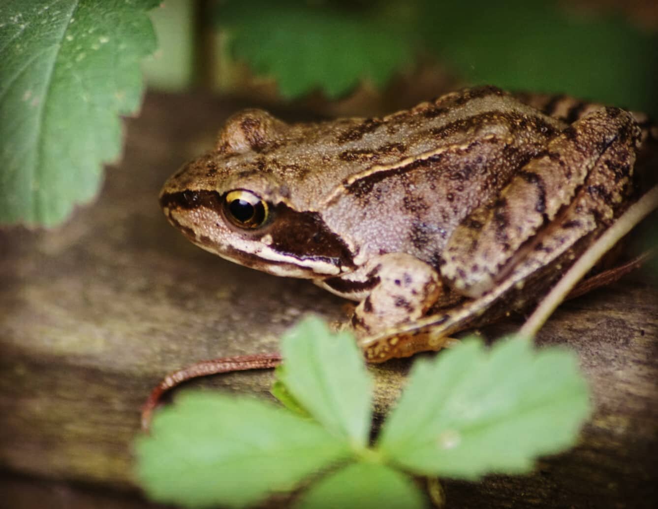 Mi amigo la rana. #frogsofinstagram #minipond