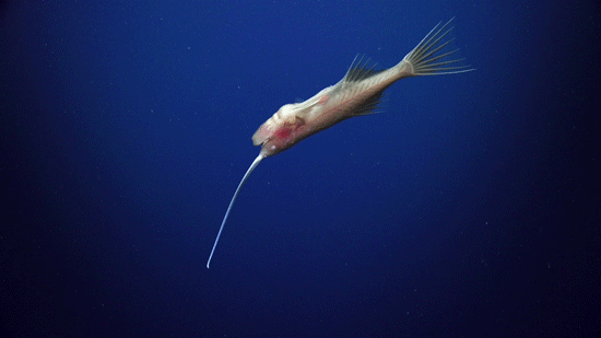 The Great Australian Deep Sea Coral adventure