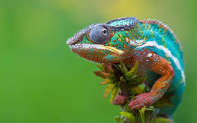 The Karma Chameleon